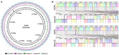 Genome Sequences and Comparative Analysis of Two Extended-Spectrum Extensively-Drug Resistant Mycobacterium tuberculosis Strains